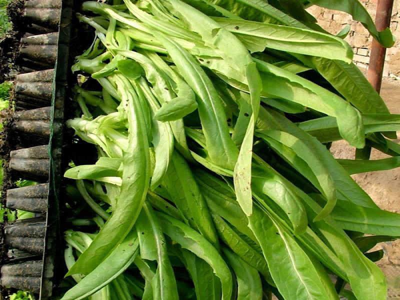 中農(nóng)共信有機瓜菜工廠