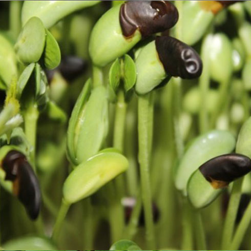 愛心農場芽苗菜產(chǎn)品-綠豆芽芽苗菜
