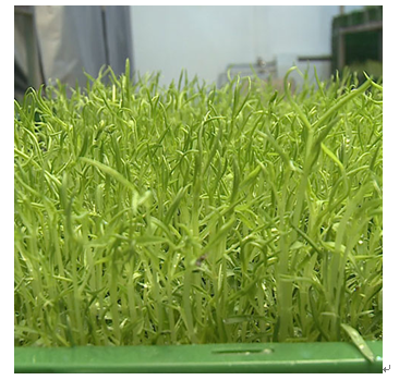 中農(nóng)藍天有機芽苗菜產(chǎn)品-蠶豆苗
