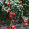 中農(nóng)共信有機瓜菜工廠-西紅柿