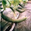 中農(nóng)共信有機瓜菜工廠-黃瓜
